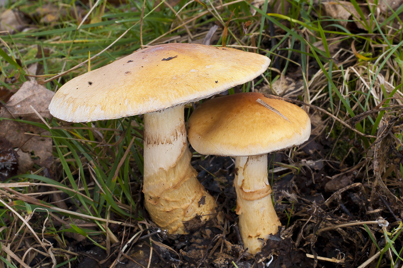 Cortinarius triumphans